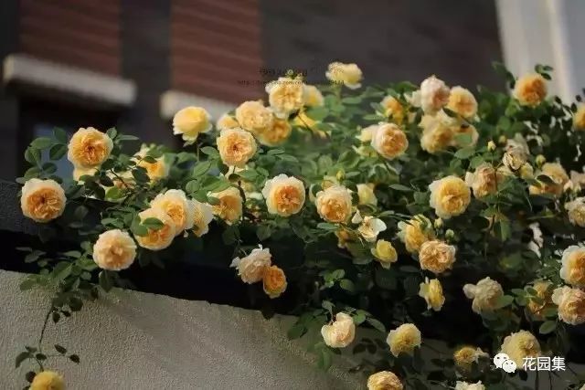 露台如何打造月季花墙,月季花墙图片大全欣赏