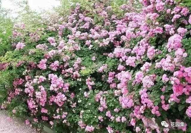 露台如何打造月季花墙,月季花墙图片大全欣赏