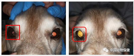 猫咪霍纳氏综合征,犬中毒引起霍纳氏综合症