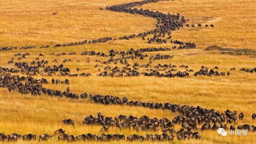 伴随着狂野奢华，用不一样的视角打开动物天堂
