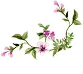 华美紫馨医美行动,华美紫馨开业盛典