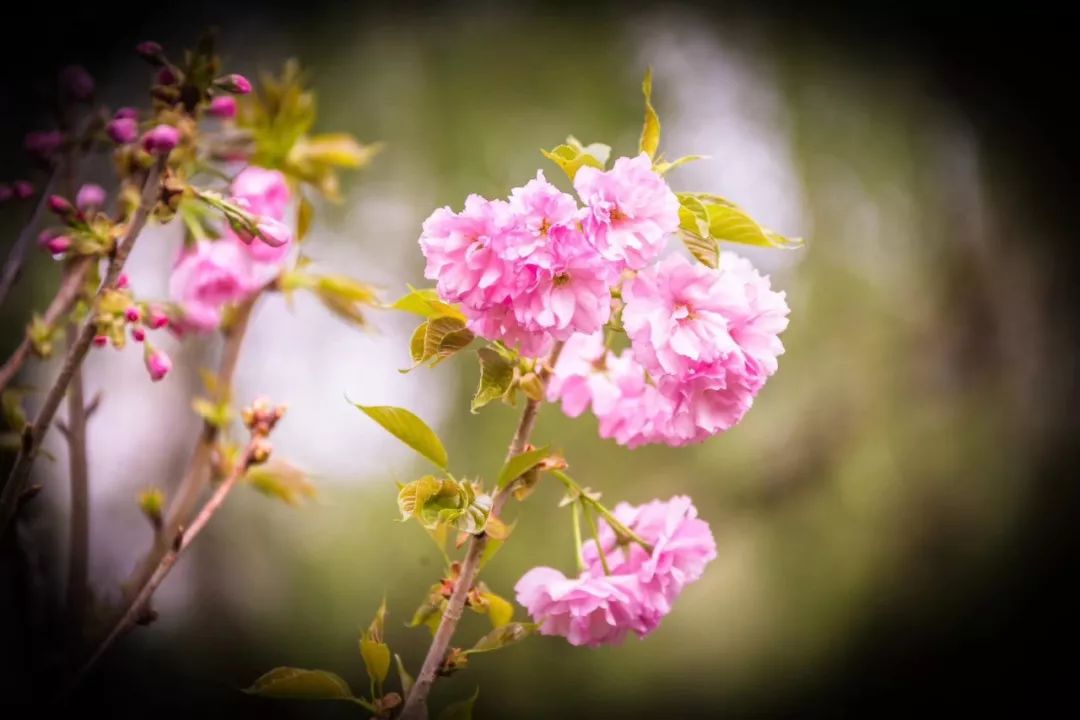 沈阳免费看樱花的景点,沈阳长白岛公园赏樱花