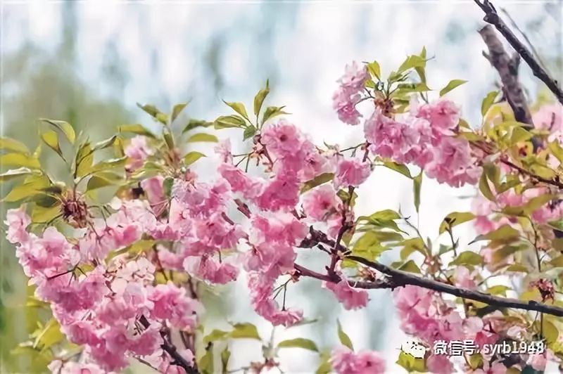 沈阳免费看樱花的景点,沈阳长白岛公园赏樱花
