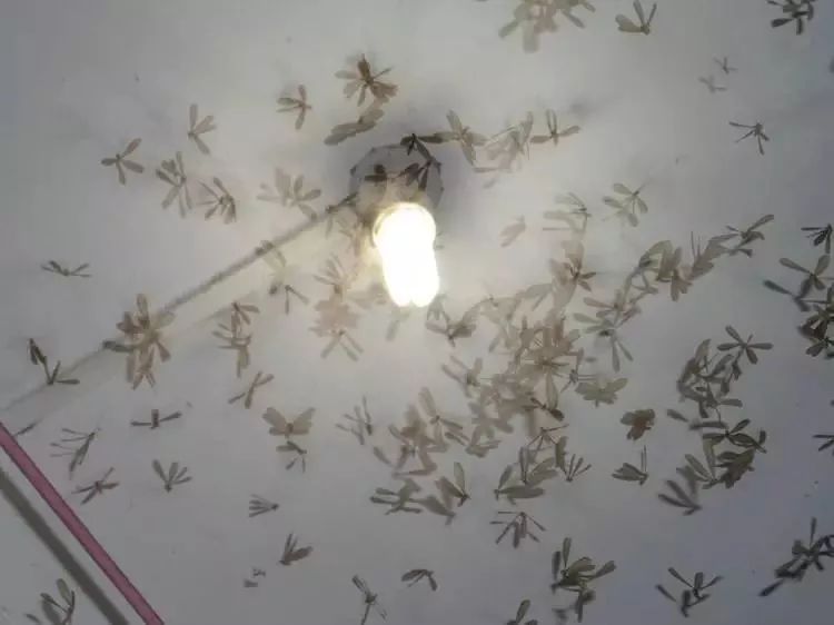 广东下雨后出现的虫子,广东雨后常见的虫子