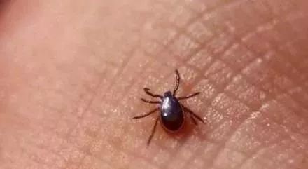 广东下雨后出现的虫子,广东雨后常见的虫子