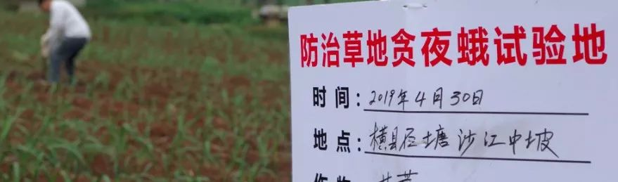 我在非洲当军师,我在原始部落当酋长