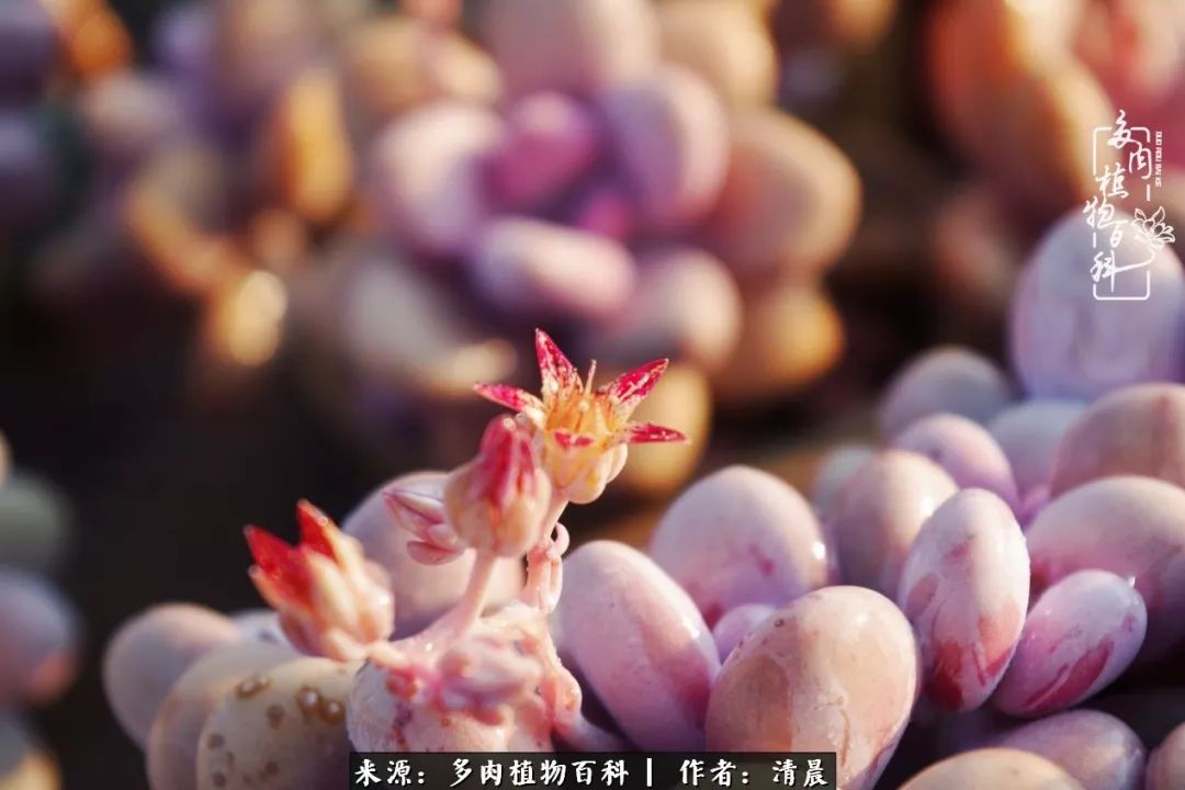 记录多肉开花的美好时光,清晨的多肉图片大全