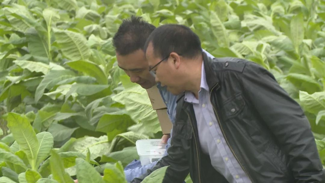 七星瓢虫防治什么病,瓢虫能够防治哪种虫害