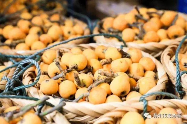 东山枇杷价格最新行情,东山枇杷今日价格