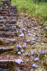 春山鸟空啼,春山空啼鸟