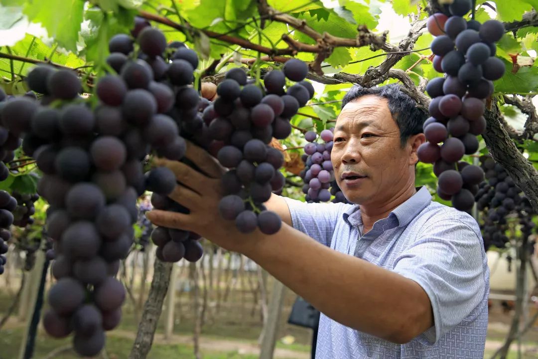 西昌时令水果,缤纷水果季献给爱吃水果的你