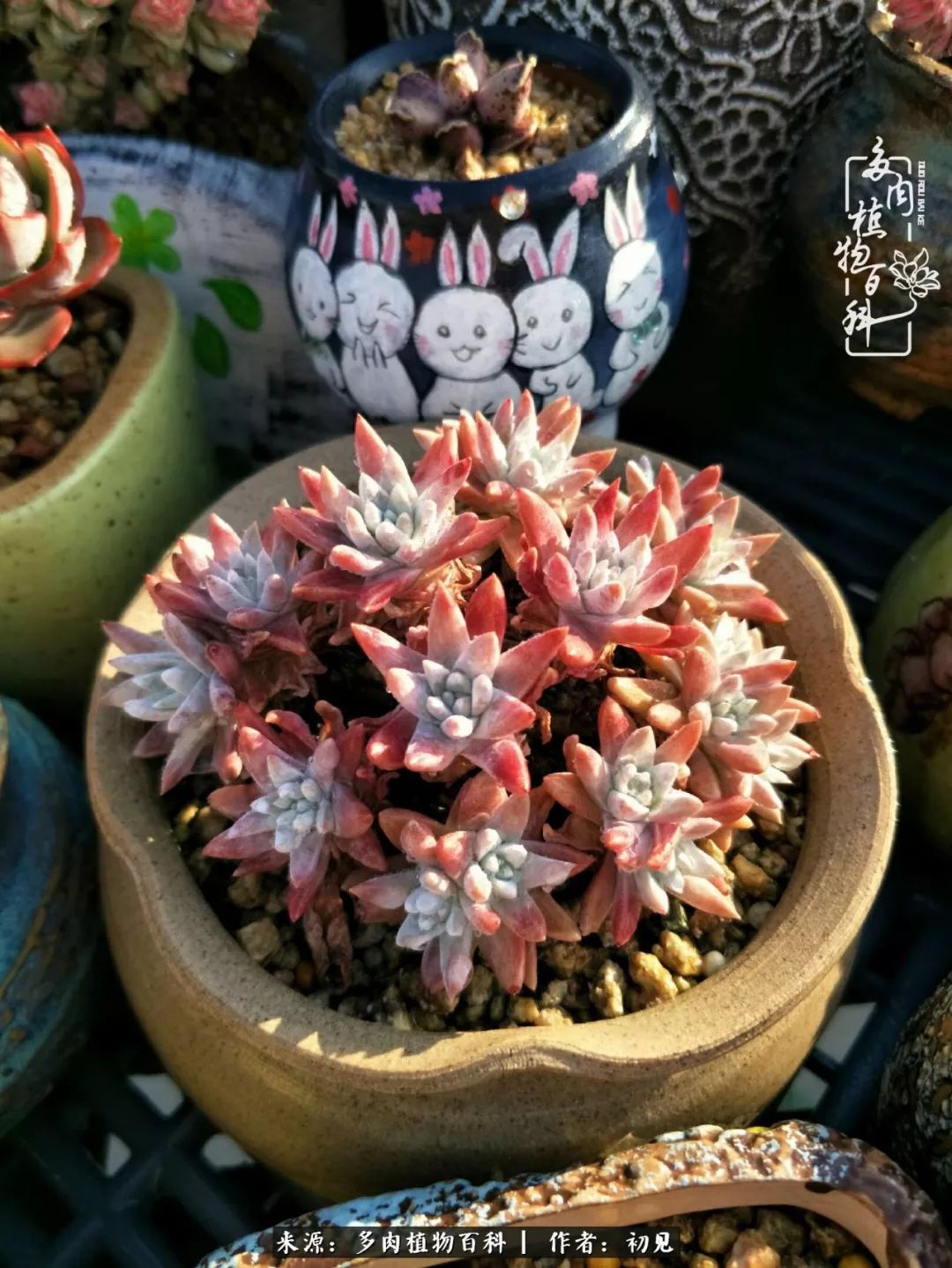 从开始养多肉就对多肉疯狂热爱,多肉美肉控养方法