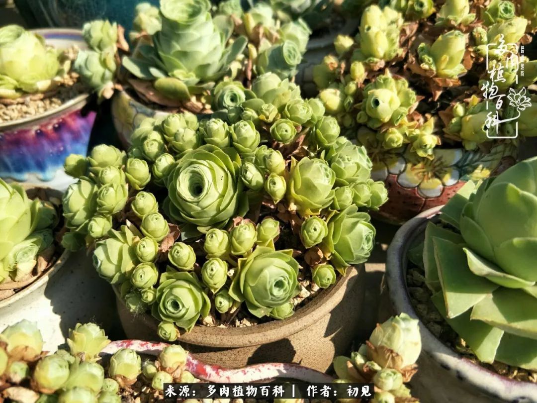 从开始养多肉就对多肉疯狂热爱,多肉美肉控养方法