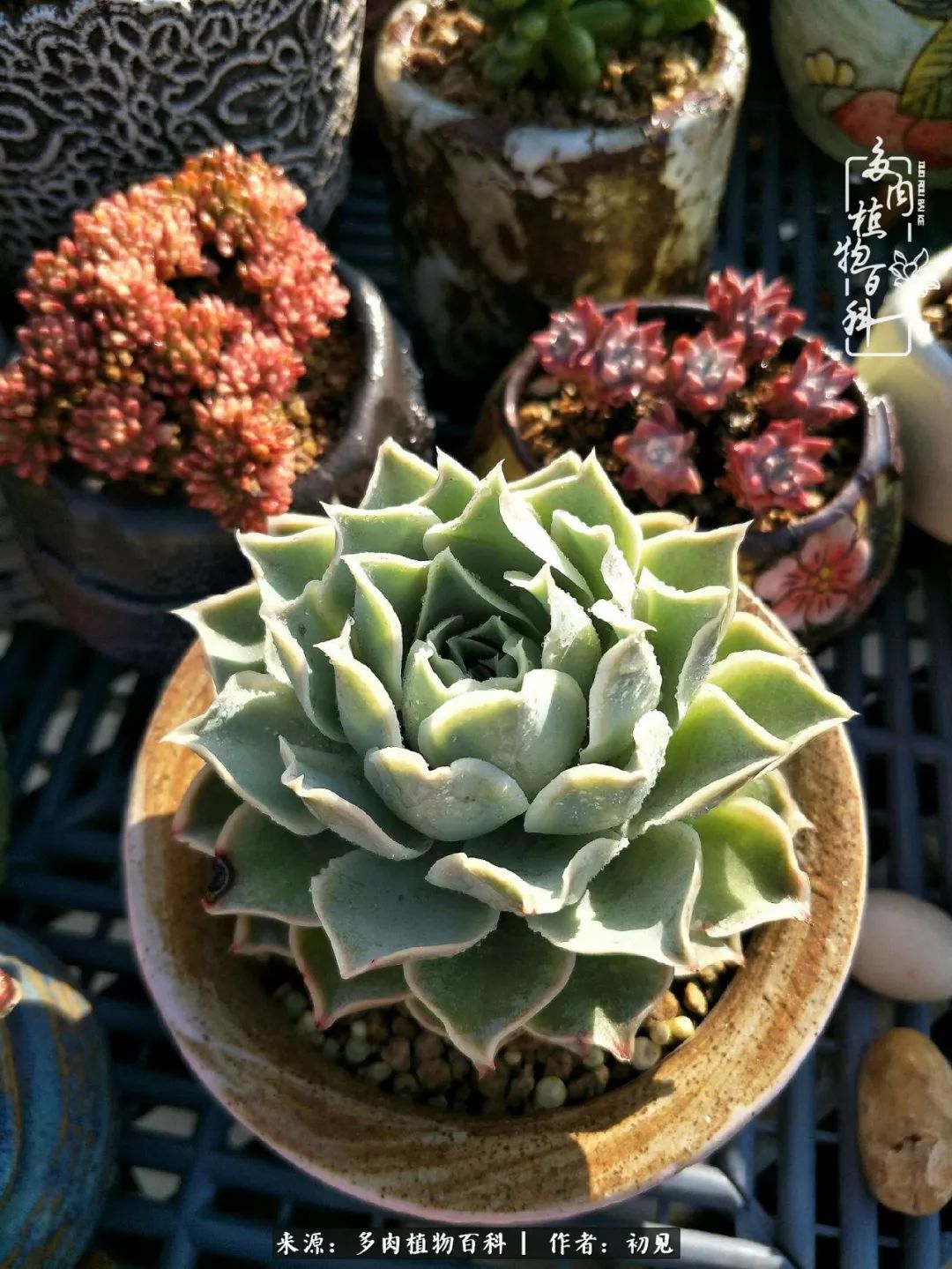 从开始养多肉就对多肉疯狂热爱,多肉美肉控养方法