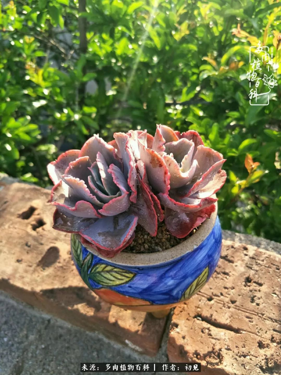 从开始养多肉就对多肉疯狂热爱,多肉美肉控养方法