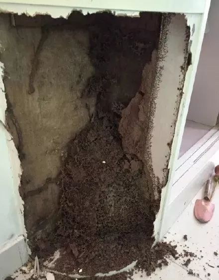 广东下雨后出现的虫子,广东雨后常见的虫子