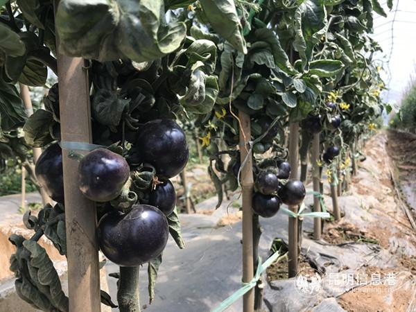 禄劝县脱贫地图,禄劝脱贫攻坚取得历史性成就