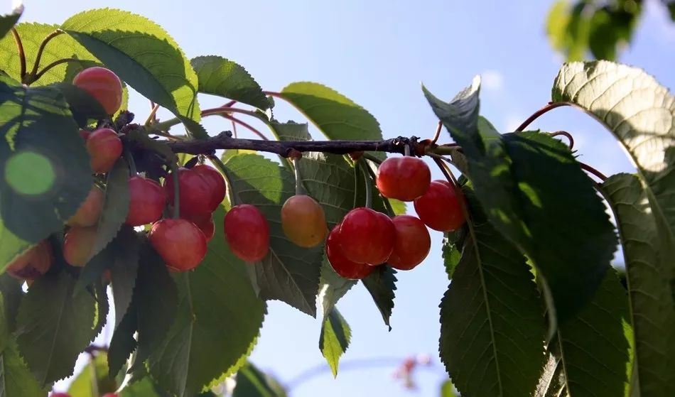 澶╂按绉﹀窞澶фū妗冪孩閫忓崐杈瑰ぉ,鐢樿們澶╂按绉﹀窞寰愬灞卞ぇ妯辨