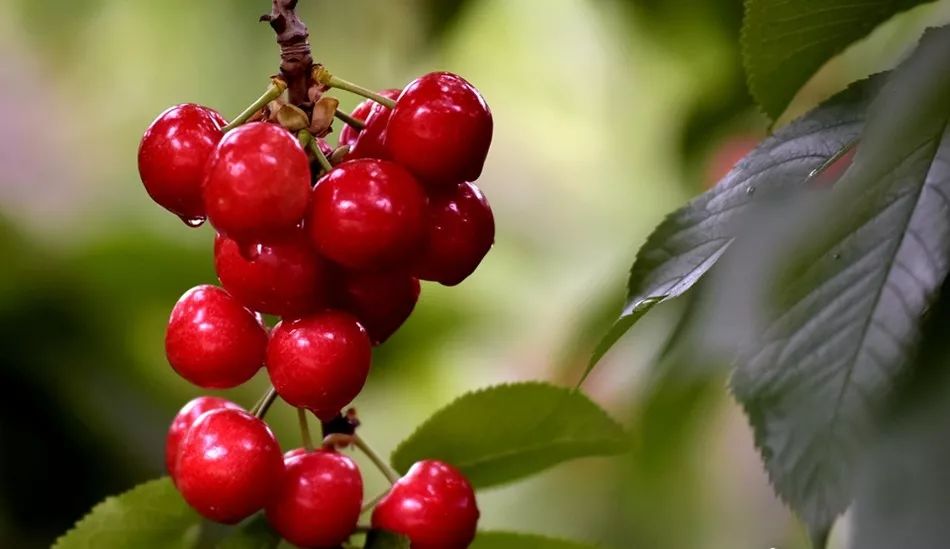 陕西的樱桃好吃,陕西大樱桃酸甜可口