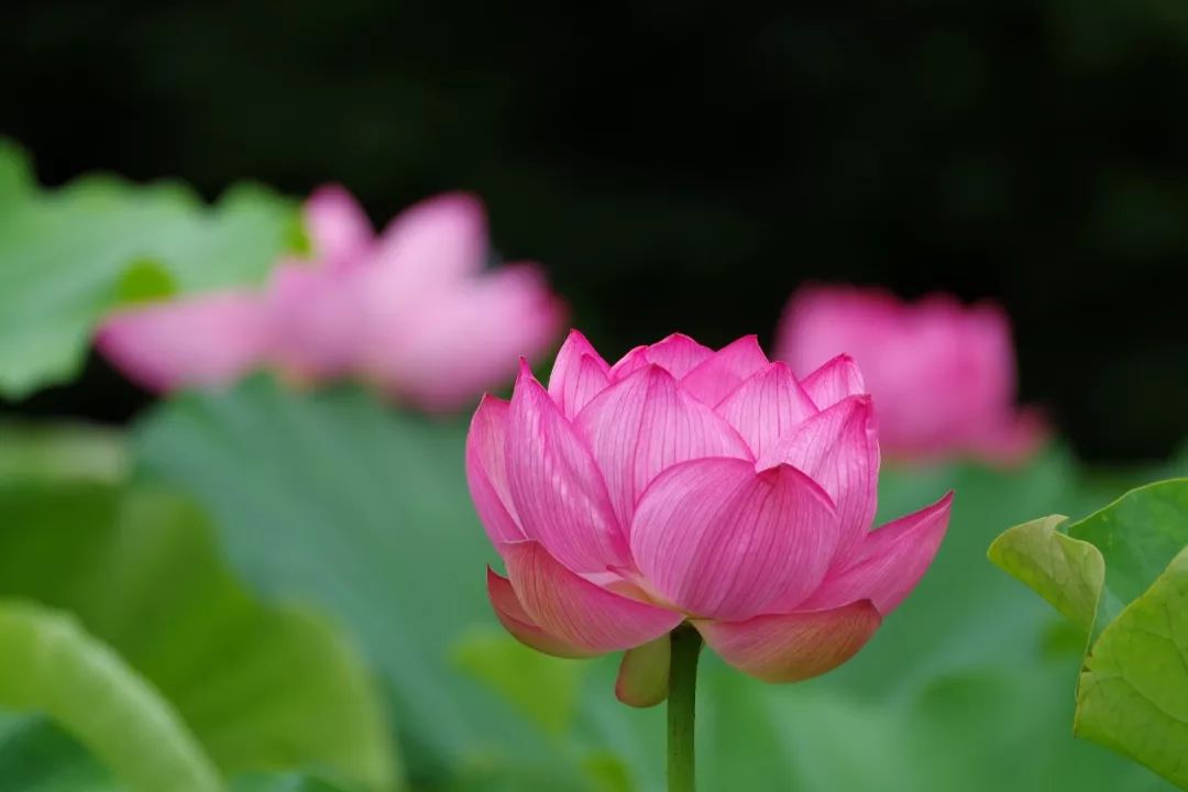 补脾清火莲藕水,莲藕水加什么可以养脾胃