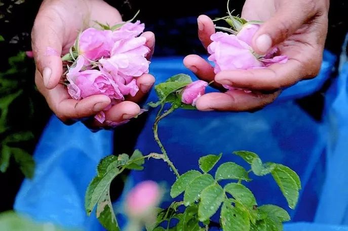 五月芬芳之旅，与你相约海安大马士革*瑰园玫**