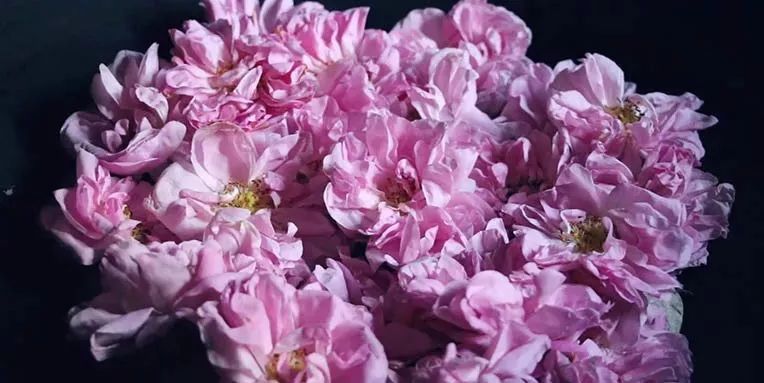 五月芬芳之旅，与你相约海安大马士革*瑰园玫**