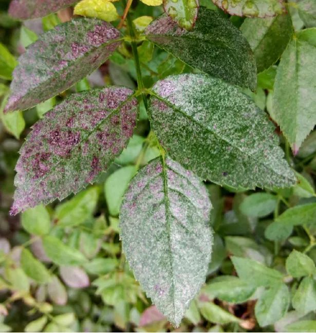 果汁阳台月季如何防治病虫害,藤本月季的病虫害及防治