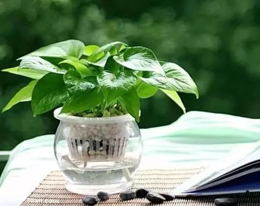 仙人掌养花知识,仙人掌养不死的诀窍