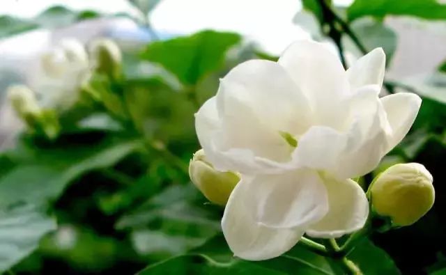 仙人掌养花知识,仙人掌养不死的诀窍