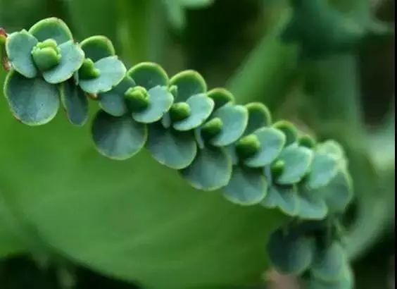 仙人掌养花知识,仙人掌养不死的诀窍