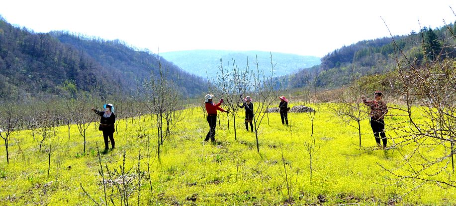 执“绿色”巨笔绘生态画卷——白山市建设中国绿色有机谷·长白山森林食药城素描