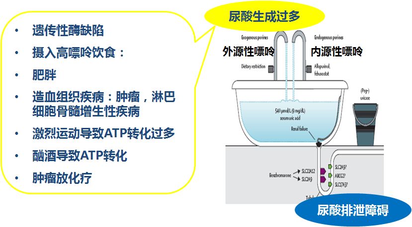 心衰肾衰伴高尿酸怎么治疗,心衰引起的肌酐和尿酸高怎么办