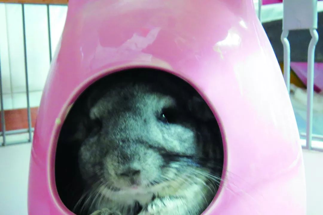 龙猫夏季窝,龙猫防暑窝