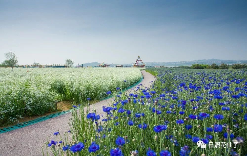 美炸了！初夏花仙子！有爱的人免费玩！把最美奉献给你！