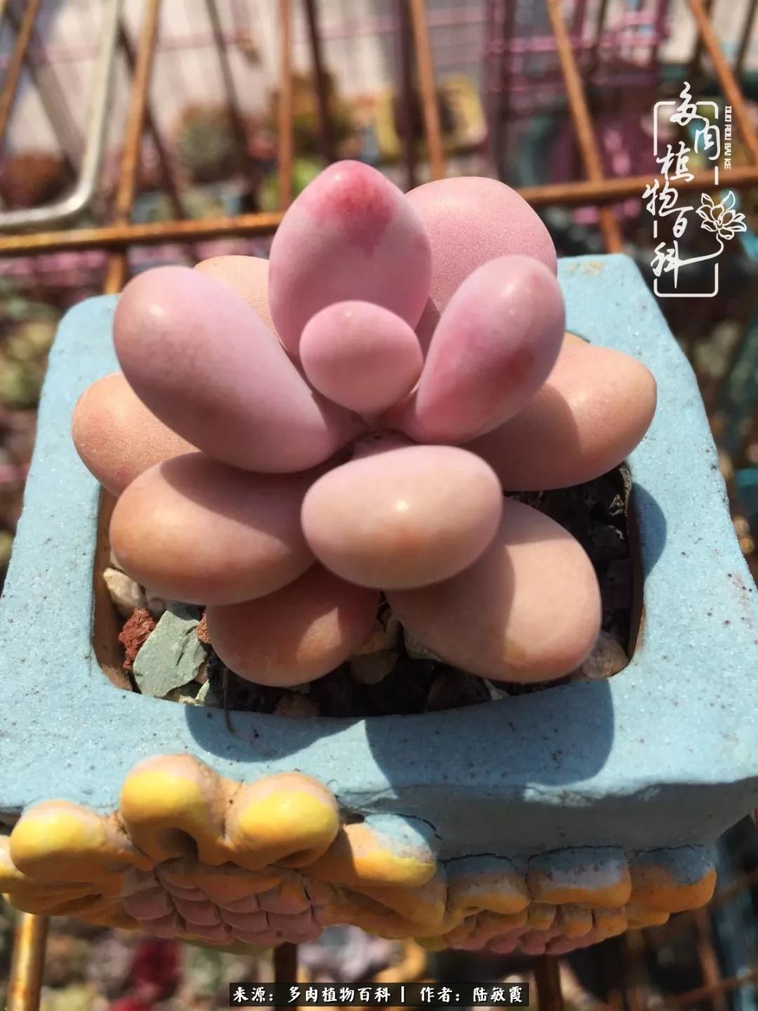 往后余生与花草相伴,往后余生与健康相伴