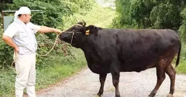 牛品种最好是哪个品种,适合生产雪花牛肉的中国牛品种