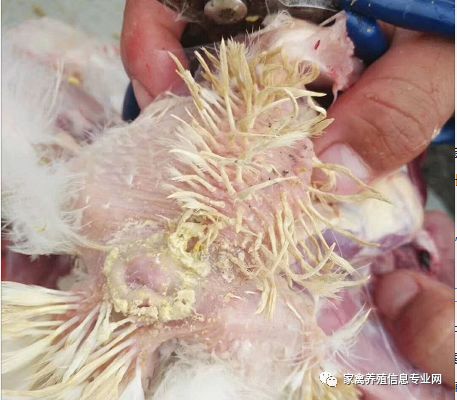 家禽呼吸道最佳治疗方案,家禽呼吸道病预防