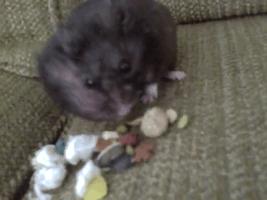 仓鼠的嘴巴和舌头是怎么样的,仓鼠这么可爱能吃掉吗