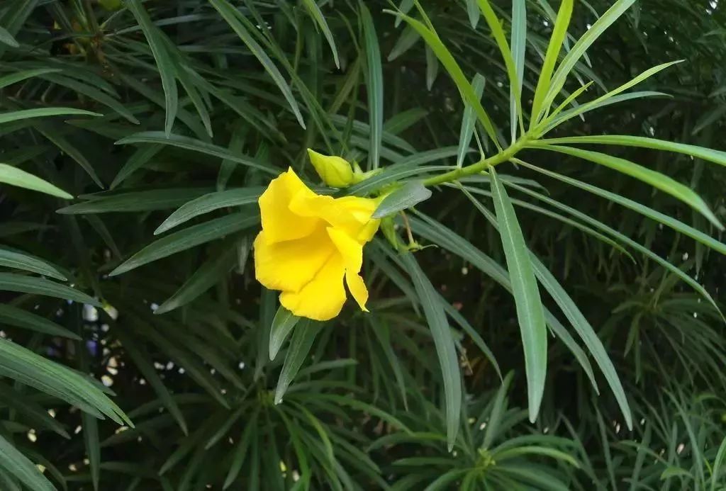 家里总有“小强”作祟怎么办?来学学这几个小妙招