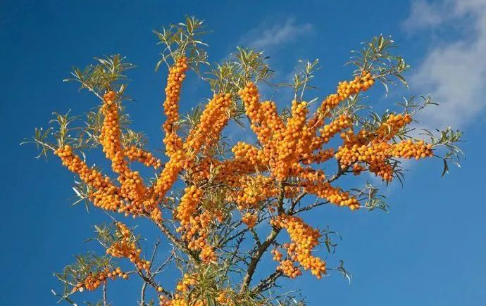 串串“酸溜溜”化作颗颗“金豆豆”——左云县沙棘产业映红农民“致富路”