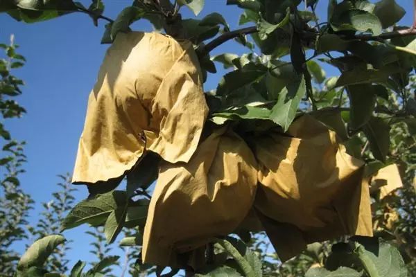 苹果套袋六大禁忌,苹果套袋注意事项大全