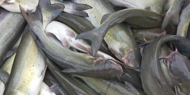 鮰鱼市价近期是否会上涨,鮰鱼涨价
