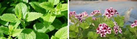 泰国防晒界“黑马”出击，防晒保湿，7天白成一道光