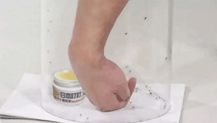 屋里放一点东西可以驱蚊子,家里放什么蚊子跑光光