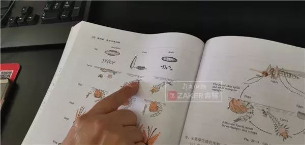 20岁女生脑袋里惊现27厘米长活虫,头上有白色长条小虫是什么