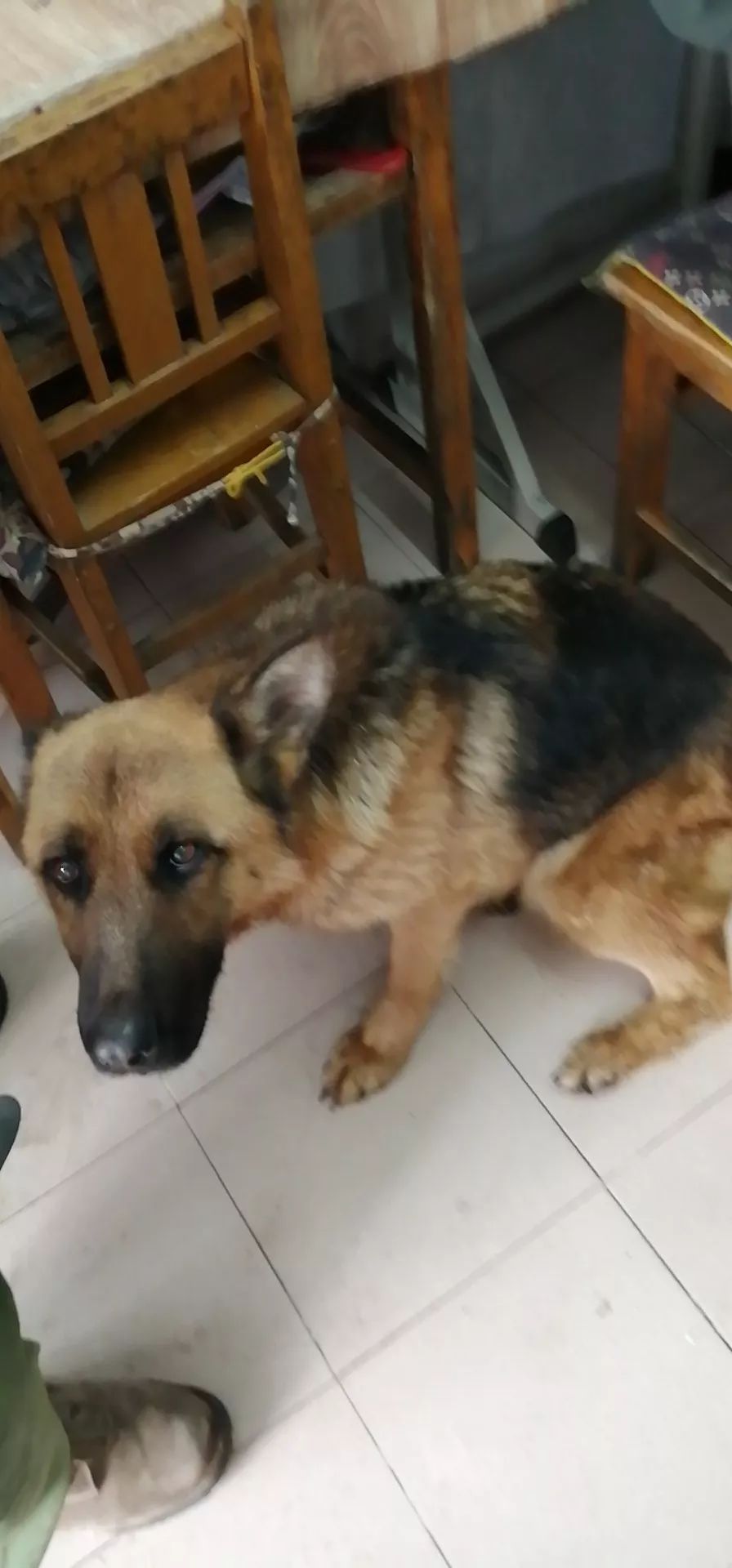 病例分享丨犬后躯瘫痪病