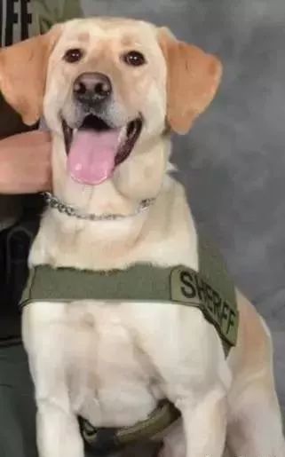 闻毒品气味算吸毒吗,缉毒犬闻毒