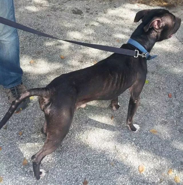 毒品对缉毒犬有没有影响,缉毒犬是不是让它有毒瘾