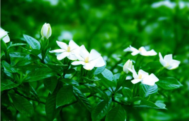 季羡林谈老年十忌,季羡林人到暮年有十忌