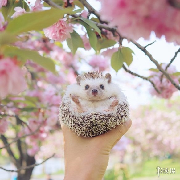 喵汪见我黯然失色萌萌哒的小刺猬Monaka走红网络